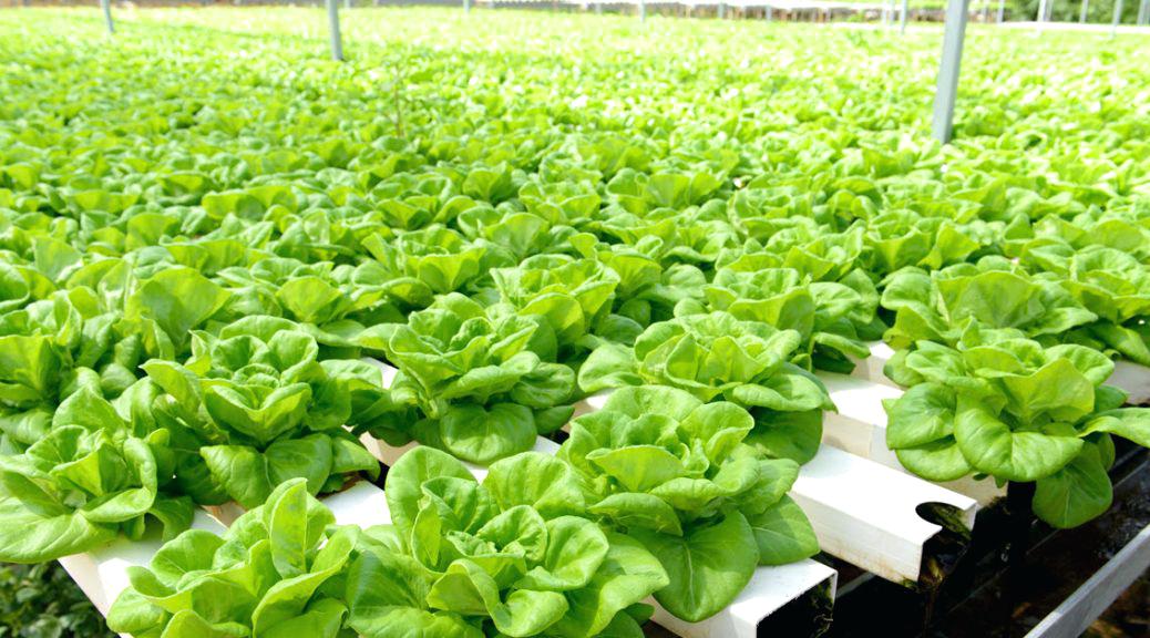 Hydroponic Nutrient Film Technique (NFT): Precision Farming for Healthy Plants
